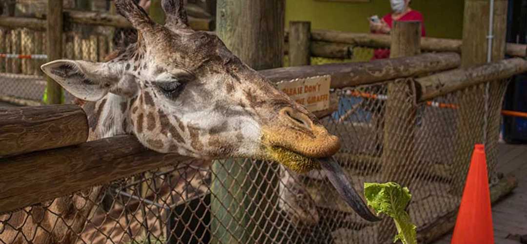 Brevard Zoo giraffe Child feeding giraffe at the Brevard Zoo