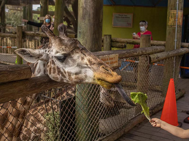 Brevard Zoo