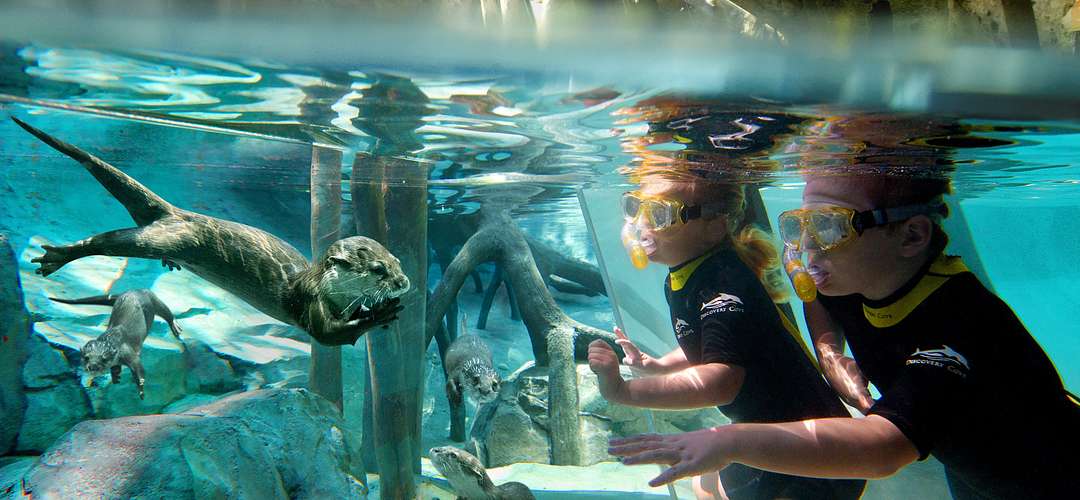 Kids with Otters Kids snorkeling and watching otters underwater at Discovery Cove.