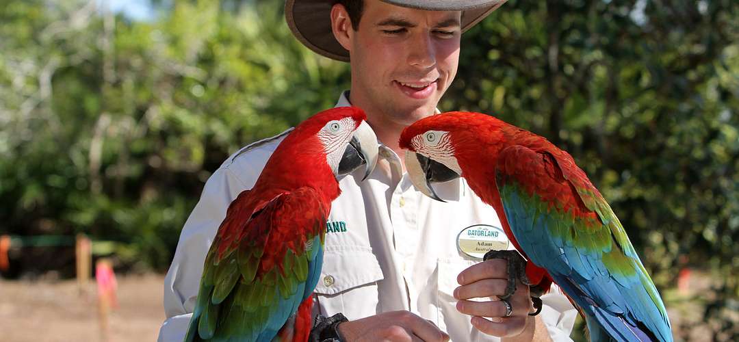 Gatorland Gatorland employee holding two parrots