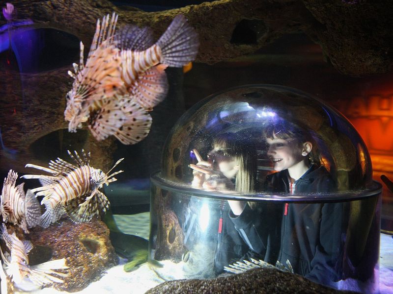 SEA LIFE Orlando Aquarium Visit Orlando