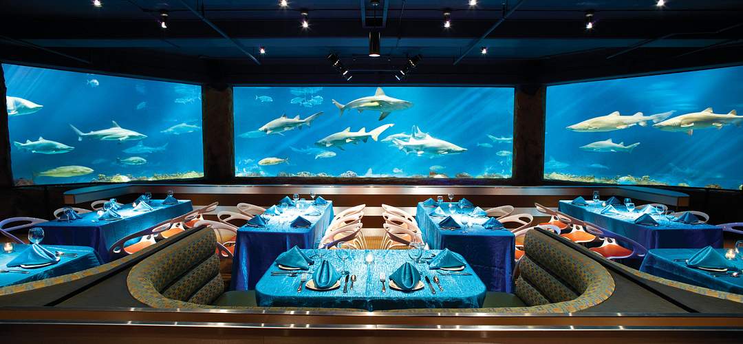 Cenando en Sharks Underwater Grill dentro de SeaWorld Orlando Vista al lado de la mesa del chef con tiburones nadando en el fondo en Sharks Underwater Grill, SeaWorld Orlando.