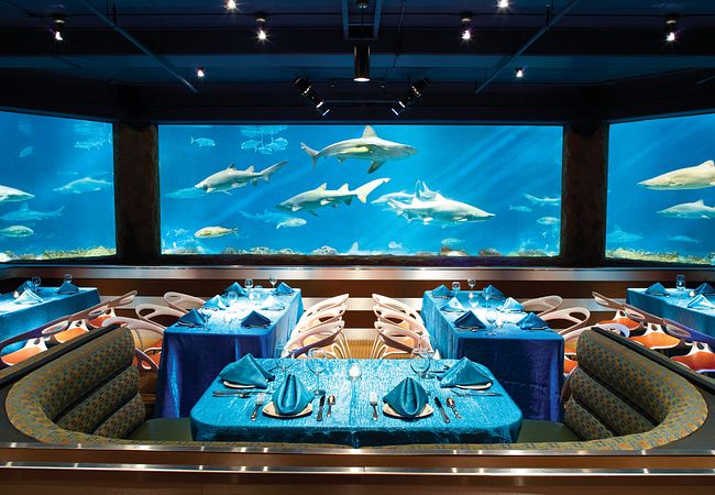 10 Places To Dine With Characters Around Orlando Sharks Underwater Grill At Seaworld Orlando