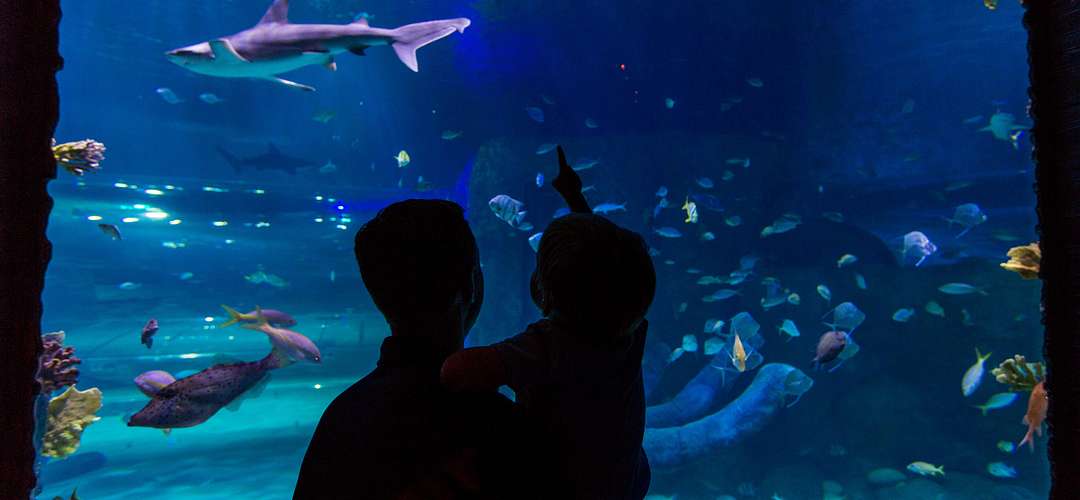 SEA LIFE Orlando Aquarium La silueta de un padre con su hijo frente a un acuario.