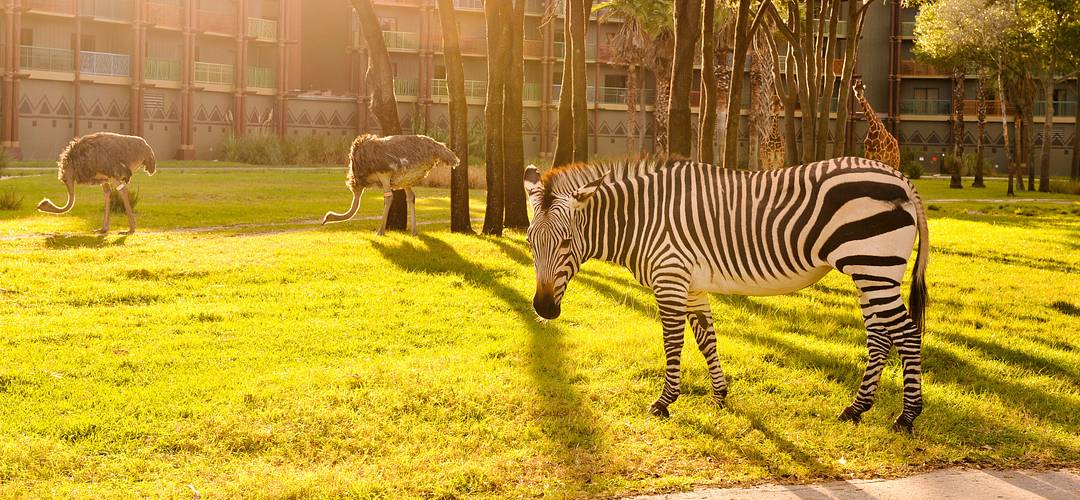Disney's Animal Kingdom Villas Zebra in the foreground with a giraffe in the background at Disney's Animal Kingdom Villas