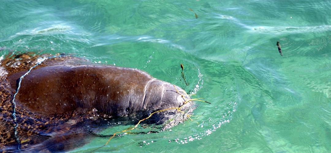 Manatee Spotting A manatee breaks the surface of clear blue spring water.