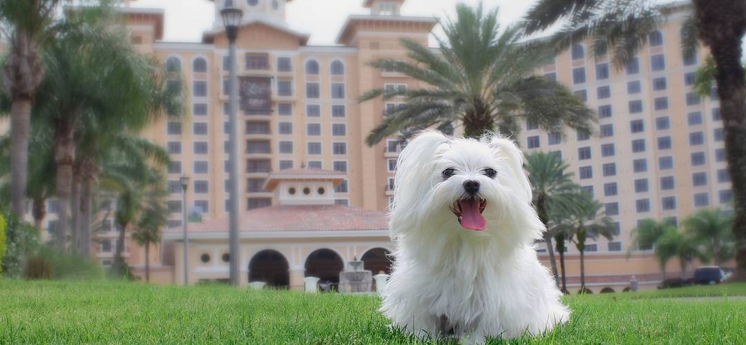 Rosen Shingle Creek A small, white, Maltese dog on the lawn of the Rosen Shingle Creek hotel in Orlando