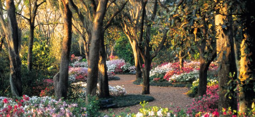 Bok Tower Gardens Bok Tower Gardens Azalea Path Flowers