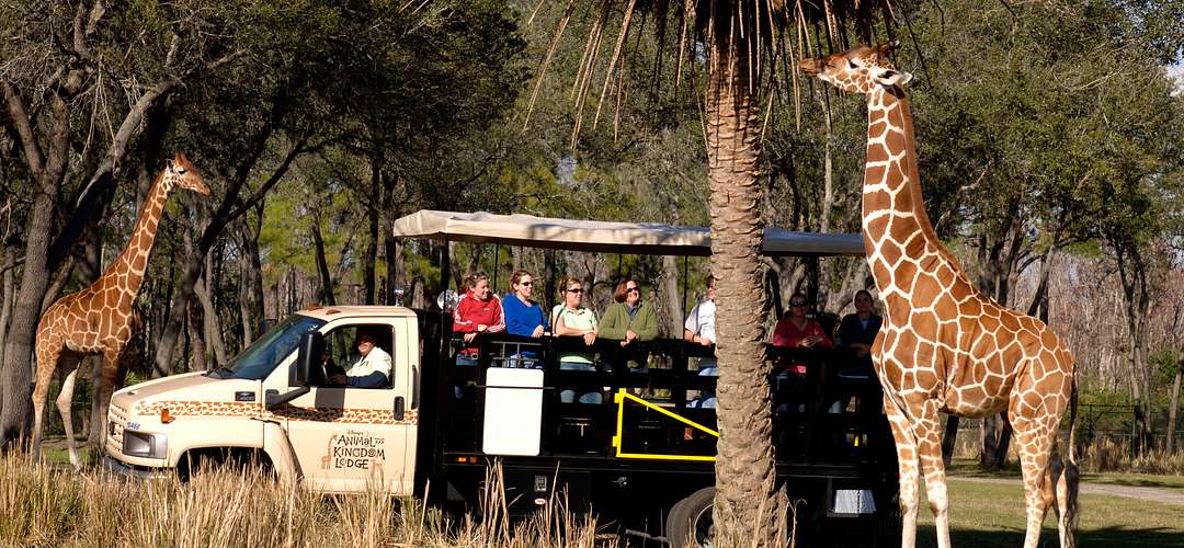 Animal Kingdom Lodge Wanayama Safari Giraffes passing by car at Animal Kingdom Lodge Wanayama Safari