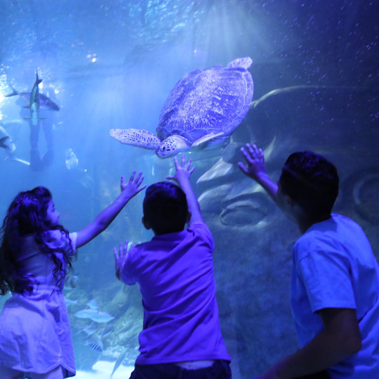Discounted admission to Sea Life Aquarium Orlando.