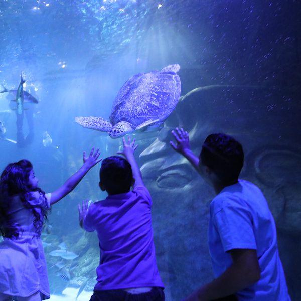 Save $2.50 on SEA LIFE Aquarium Tickets | Orlando Attraction Deals