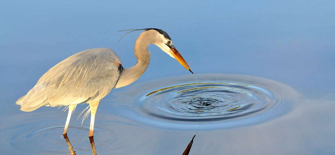 Gatorland Orlando Blue heron in the water at Gatorland Orlando