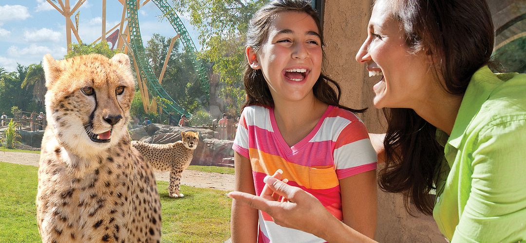 Cheetah Interaction at Busch Gardens A mother and daughter admiring a cheetah at Busch Gardens Tampa Bay