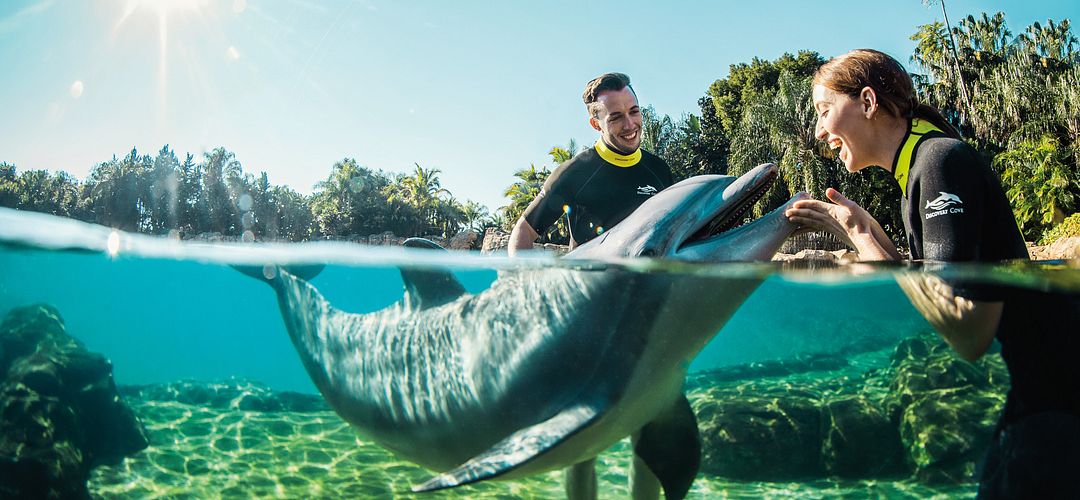 Discovery Cove A dolphin encounter at Discovery Cove theme park
