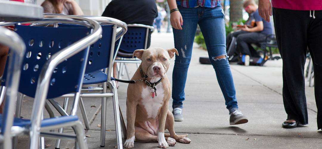 Park Avenue in Winter Park A dog sitting outside a sidewalk cafe with its owner