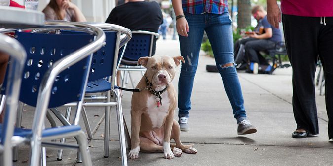 Top 10 Pet-Friendly Restaurants in Orlando