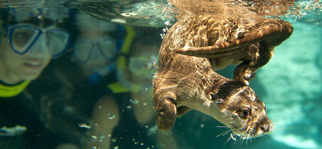 SeaWorld's Discovery Cove Otter swimming underwater with kids snorkeling in the background watching the otter
