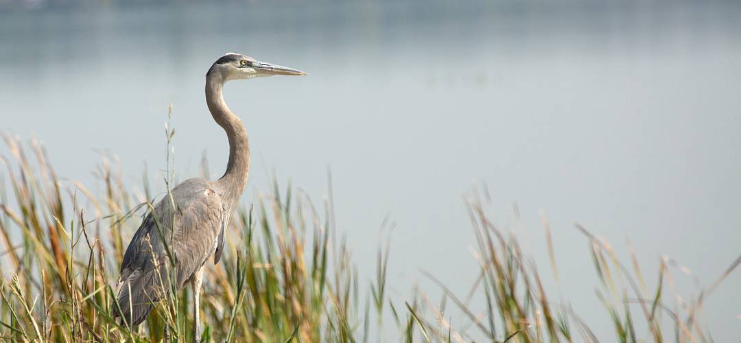 Lake Apopka Great blue heron standing in marsh grasses in Magnolia Park on the shore of Lake Apopka in Florida