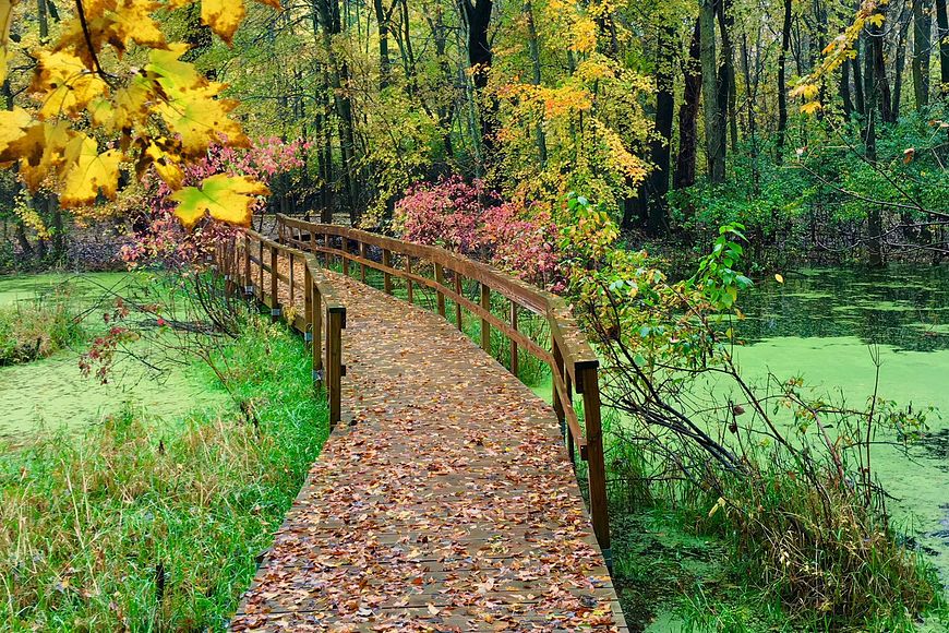 boardwalk over a wetlands area with a hint of fall colors