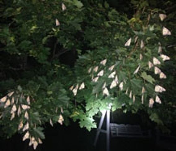 monarch butterflies resting in a tree at night