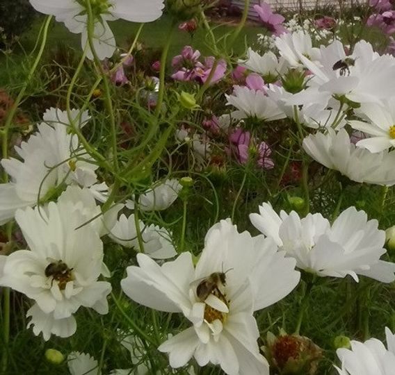 bumble bees on flowers