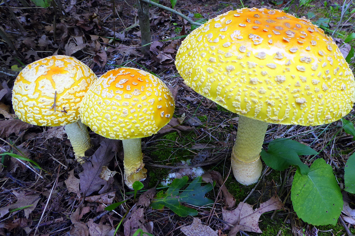 three yellow mushrooms.jpg