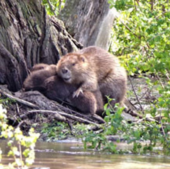 two beavers by creek