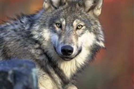 closeup of a wolf face