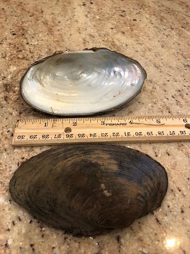 giant floater mussel closeup