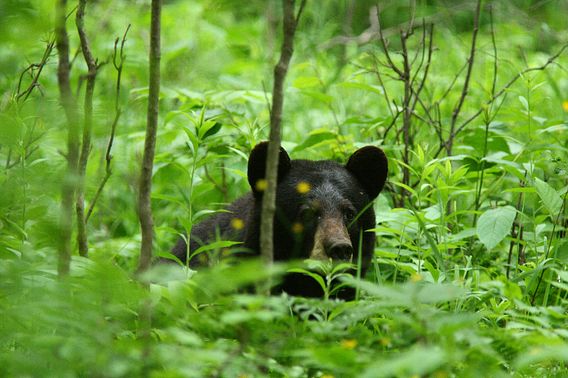 Bear at Amnicon Falls State Park