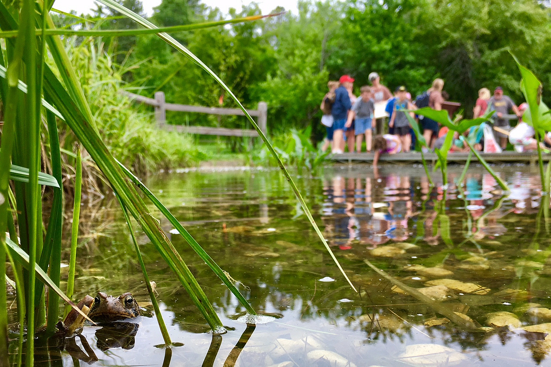Frog-in-Pond.jpg