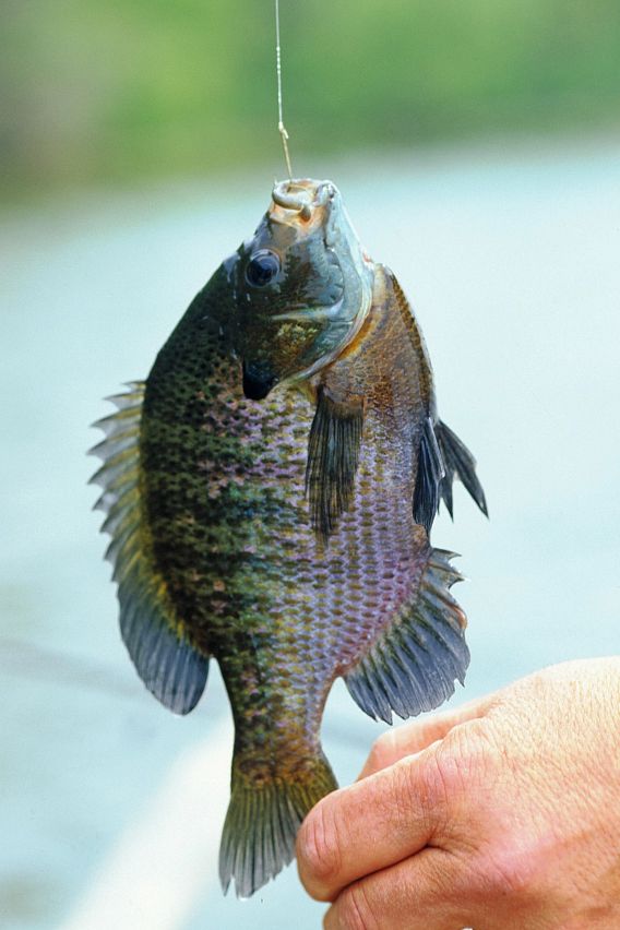 bluegill on a hook