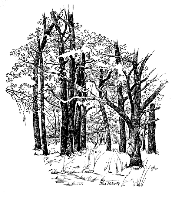 black and white drawing of a forest