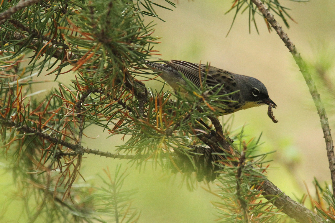 Kirtland's warbler perched on branch with worm in beak