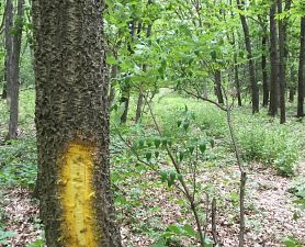 Amur cork tree