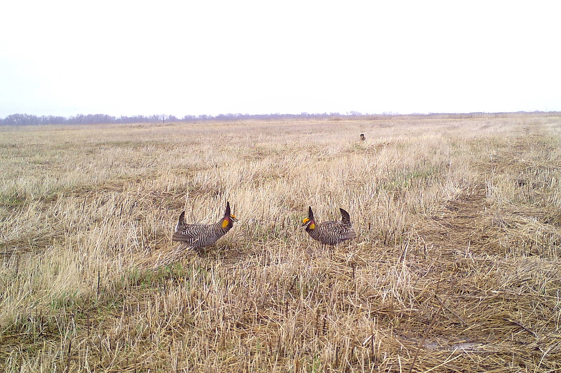 Two prairie chickens face off in a grassy field