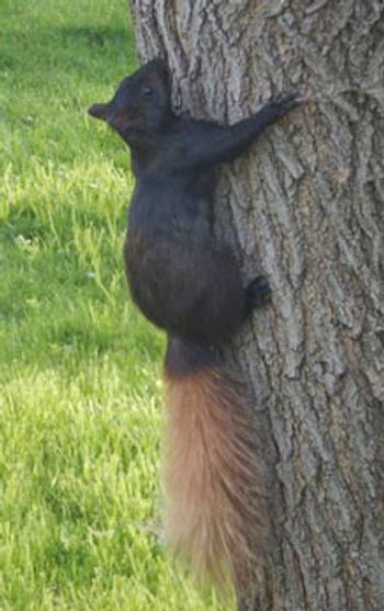 black squirrel climbing a tree