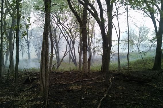 a forest area still smoldering after a prescribed burn