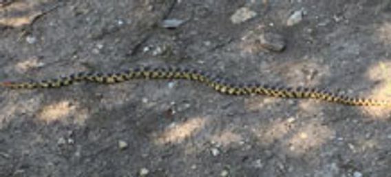 snake on the ground