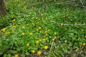 lesser celandine