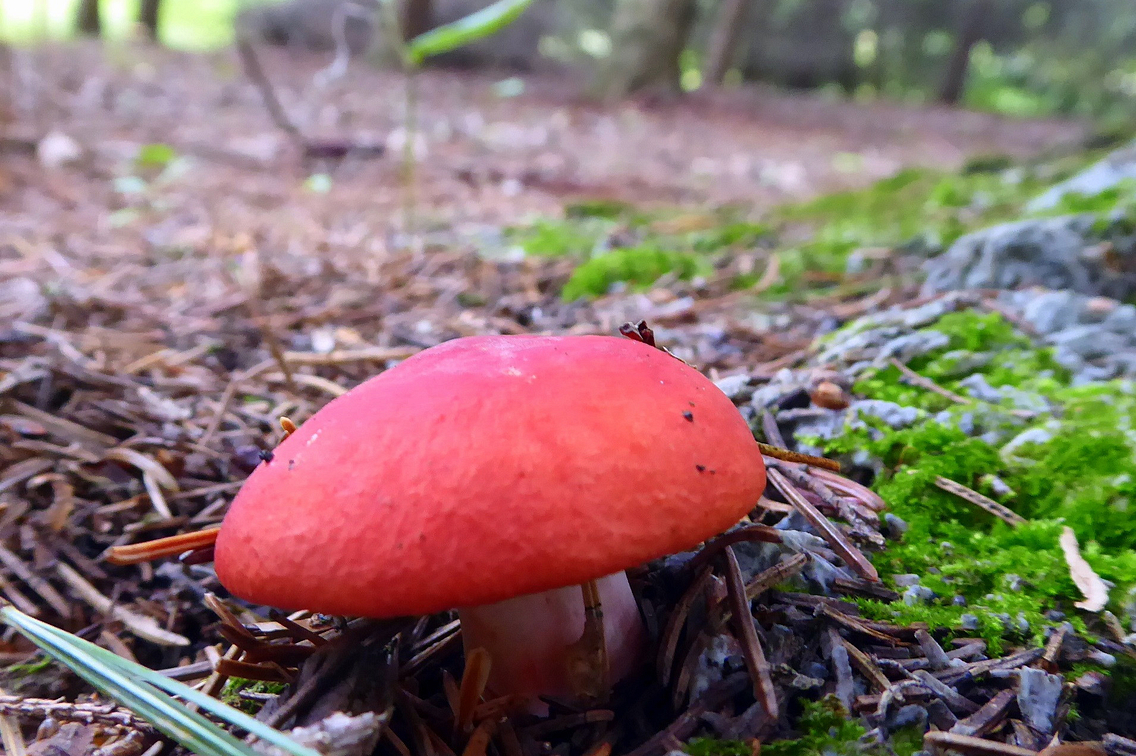 one red mushroom growing among sticks
