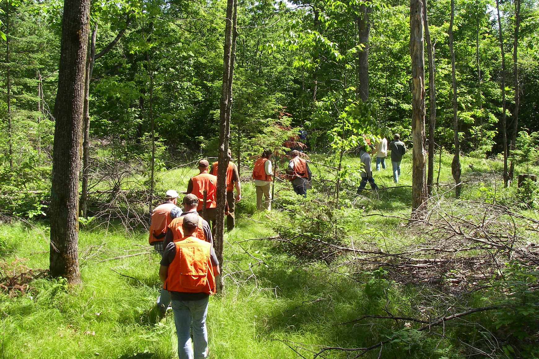 Group of people in orange vest walking in a line through the woods