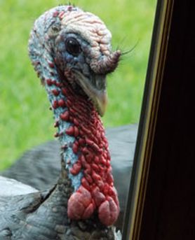turkey looking in through a glass patio window
