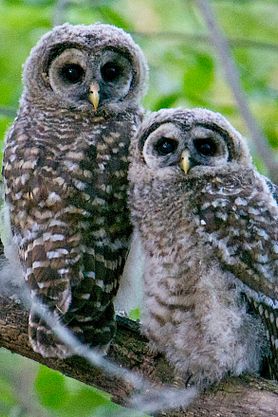 barred owlet and owl adult