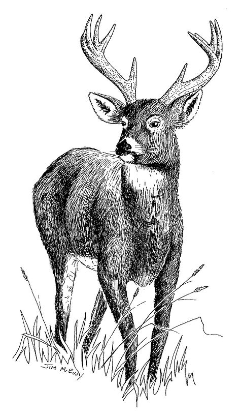 Jim McEvoy sketch of a buck