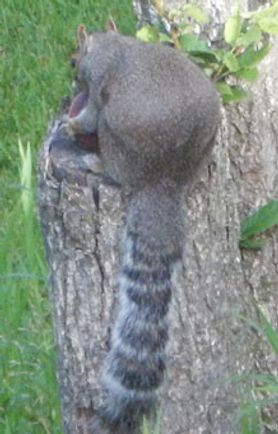 squirrel with an odd-colored tail