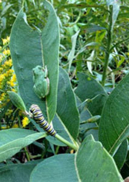 monarch caterpillar and frog on milkweed plant