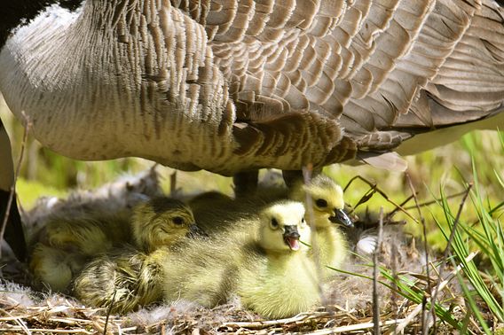 a mother goose and goslings in the nest