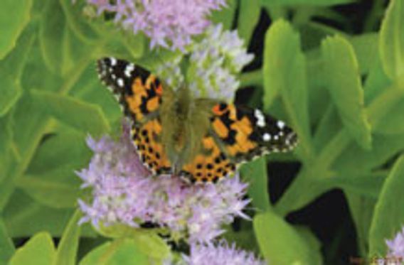 painted lady butterfly on flower