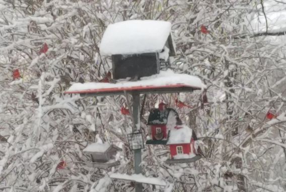 many red cardinals perched in tree next to snow-covered bird feeder